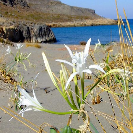 Olive Coast Suites Palekastro Zewnętrze zdjęcie